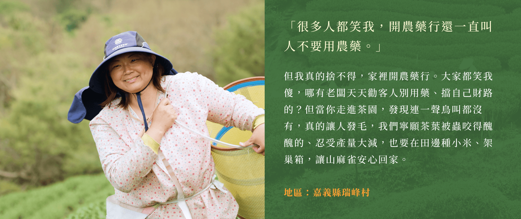 「很多人都笑我,開農藥行還一直叫人不要用農藥。」但我真的捨不得,家裡開農藥行。大家都笑我傻,哪有老闆天天勸客人別用藥、擋自己財路的?但當你走進茶園,發現連一聲鳥叫都沒有,真的讓人發毛,我們寧願茶葉被蟲咬得醜醜的、忍受產量大減,也要在田邊種小米、架巢箱,讓山麻雀安心回家。