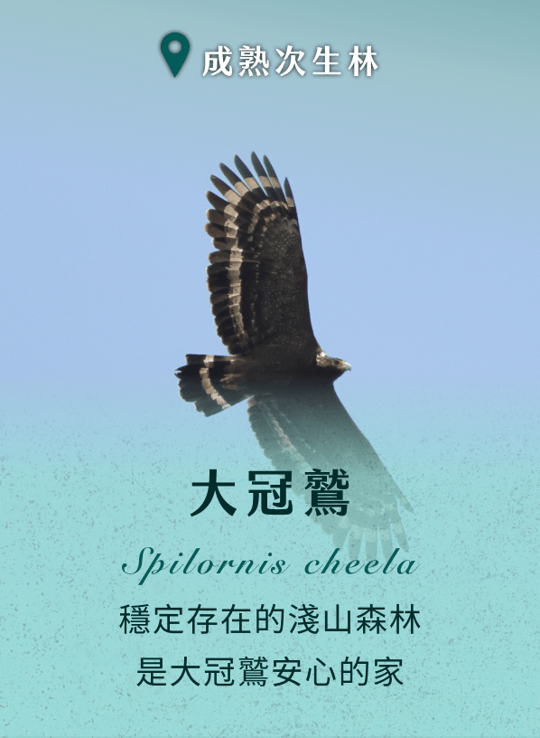 大冠鷲 穩定存在的淺山森林是大冠鷲安心的家