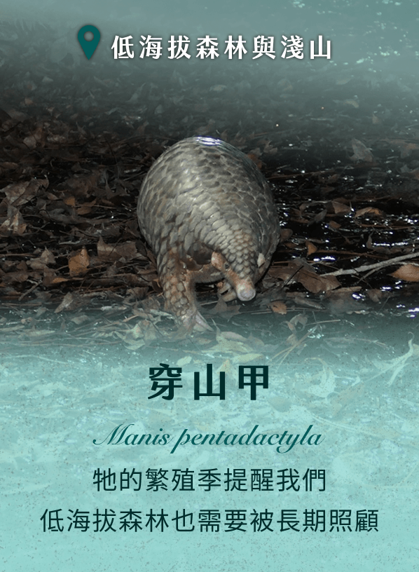 穿山甲 牠的繁殖季提醒我們低海拔森林也需要被長期照顧
