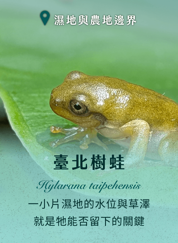 臺北樹蛙 一小片濕地的水位與草澤就是牠能否留下的關鍵