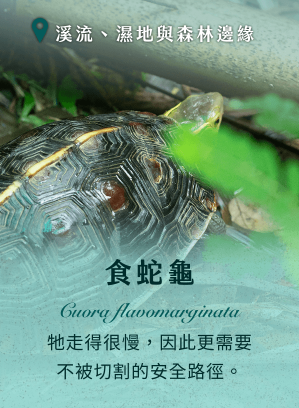 食蛇龜 牠走得很慢，因此更需要不被切割的安全路徑。